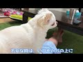 雷に驚きながら家を守る！チワワのへっぴり自宅警備犬2！｜chihuahua s busy home security guard dog 2