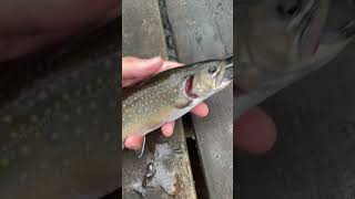 Hand-Tied “Pink Egg” Pattern Fly!! Brook Trout Candy! #shorts #youtubeshorts #flyfishing #flytying