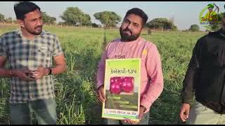 KSP 135 Onion Gujrat