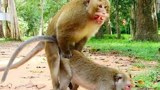 Monkey metting in road side breeds Sex