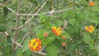 Lantana Camara