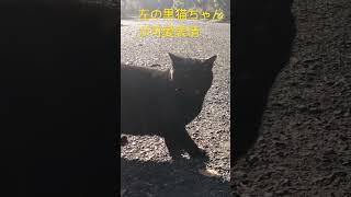 可愛すぎる。😂 #ねこすたぐらむ #野良猫 #こねこすたぐらむ #ねこ動画 #cat #ねこむ #猫 #ネコ #こねこ部 #保護猫旅館