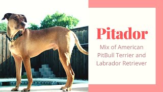 Pitador - The Perfect Mix of American Pit Bull Terrier and Labrador Retriever | Labrabull