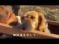 怖がるわんこ、寄り添う飼い主【ミニチュアダックス犬】