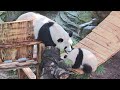 奇三妹也太强了，可爱的母女俩。😊【panda：♀好奇hao qi、♀奇三妹summer】重庆动物园 大熊猫 cute panda