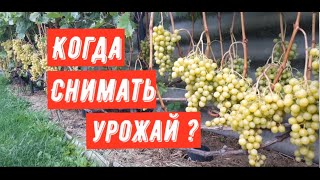 Когда снимать урожай?