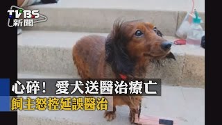 【TVBS】心碎！　 愛犬送醫治療亡　飼主怒控延誤醫治