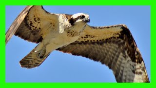 Osprey Song! Call! Sound! Singing! Chirping! - Aguila Pescadora Canto - Pandion Haliaetus