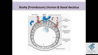 جنین شناسی محتوای مربوط به تکامل دوره فتالیس جهت مطالعه بیشتر (پارت دوم)  #جنین_شناسی_عمومی