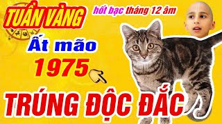 🔴Tuần vàng hốt bạc tháng 12 âm. tuổi ất mão 1975 trời thương phật độ trúng số độc đắc cực giàu