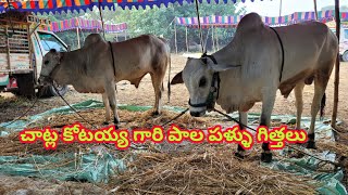 చాట్ల కోటయ్య గారి పాల పల్ల విభాగం గిత్తలు పాత మల్లయ్య పాలెం పత్తిపాడు మండలం...in Nandigama