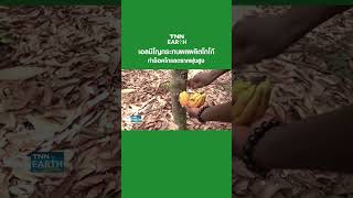 เอลนีโญกระทบผลผลิตโกโก้ในแอฟริกา  | TNN EARTH | 13-02-24