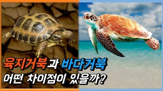 육지거북과 바다거북은 어떤 차이가 있을까?