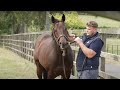 Baaeed at Shadwell Stud and following a trainer at the sales | This Racing Life