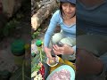 ខួរជ្រូកអាំប័រ brain pig recipe