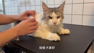 “七个月大的缅因猫洗护视频”,小可爱长的也太凶了吧！【小程洗狗日记】