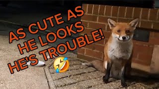 Well, what a time I had! 🤣 #fox #wildlife #cute #fyp #viralvideo #animals