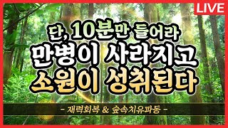 ☯ 만병을 고치는 숲길, 제주한라산 \