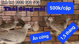 Clip 1334. (5/2) Giao lưu ae Kiên Giang, Bình Dương, Vĩnh Long, Ninh Thuận #chimcugay #cucu #tekukur