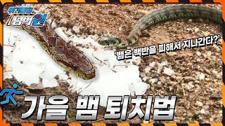 [위기탈출 넘버원] 뱀은 백반을 싫어한다?? 뱀에 대한 소문과 진실은? KBS 151109 방송