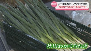 葉っぱも芯もすべて柔らかい！新ブランドネギが本格デビュー