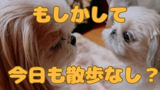 【シーズー】怪獣シーズー犬とおっとりシーズー犬