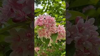 2023年6月1日　湯沢アルプの里で出会った、綺麗な🌿🌸谷空木(タニウツギ)🌸🌿