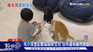 毛小孩登記數超越新生兒 台中還有寵物樂園｜TVBS新聞