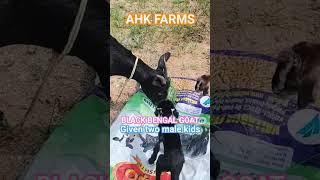 ##ahk farms##Tirupati##goat lovers##black bengal##shorts##