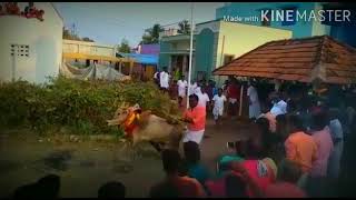 Namanur pongal festival in 2019