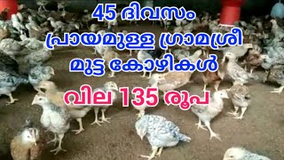 45 ദിവസം പ്രായമുള്ള ഗ്രാമശ്രീ കോഴി കുഞ്ഞുങ്ങൾ വിൽപ്പനയ്ക്ക്| gramasree chiks for sale palakkad