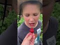 Picking Strawberries With Kids | Pick Your Own Strawberry Farm | ZaberriWorld NZ