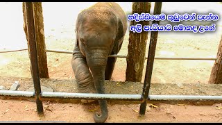 කූඩුවෙන් පැන්න අලි පැටියට මොකද උනේ😲 | Cute Baby Elephants Pinnawala