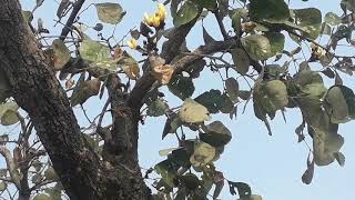 Very Rare Yellow palash, अति दुर्लभ पीला ढाक (पलाश).Bilaspur.