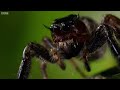 Kung Fu Mantis Vs Jumping Spider  Life Story  BBC