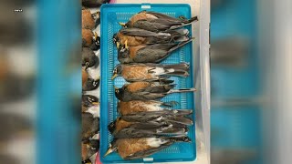 Nearly 55 American Robins found dead at Radford University