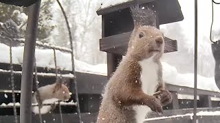 エゾリスさん油断禁物　Don't let your guard down, Ezo squirrel