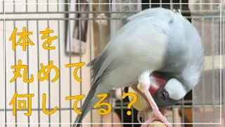 アルマジロみたいにクルッと体を丸める文鳥　文鳥よもぎ　癒し動物　面白い動物