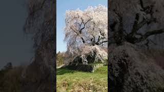 宇陀市の又兵衛桜