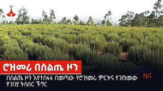 በስልጤ ዞን እየተስፋፋ በመጣው የሮዝመሪ ምርትና የገጠመው የገበያ ትስስር ችግር Etv | Ethiopia | News