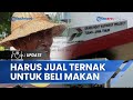 Nasib Warga Kampung Miliarder Tuban, Dulu Beli Mobil Mewah Kini harus Jual Ternak Untuk Makan