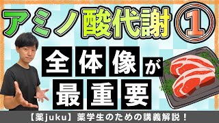 【完全保存版】アミノ酸代謝を得点源にしてみせます。超重要な全体像を解説します！