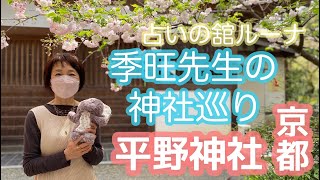 【02 平野神社】季旺先生の神社巡りツアー【京都】