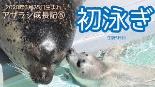 アザラシ赤ちゃん成長記録⑥　生後5日目 初泳ぎ　Spotted Seal Growth Record (Day 5)