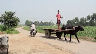 ঐতিবাহী সেই মহিষের গাড়ি | The traditional buffalo car