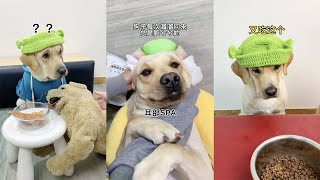 【旺仔很忙🐶】這狗子心思有點多，對我有戒備了~