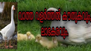 വാത്ത വളർത്തൽ കൗതുകവും, ലാഭകരവും.