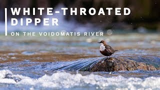 Wild bird photography - Finding and Photographing a White Throated Dipper