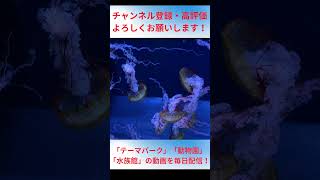 幻想的なクラゲの舞い【すみだ水族館】#jellyfish