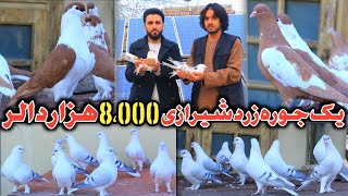 فروش یک جوره کفتر8،000$ هزار دالر|چرا کفترهای افغانی در جهان بی‌نظیر است|World Unique  Pigeons